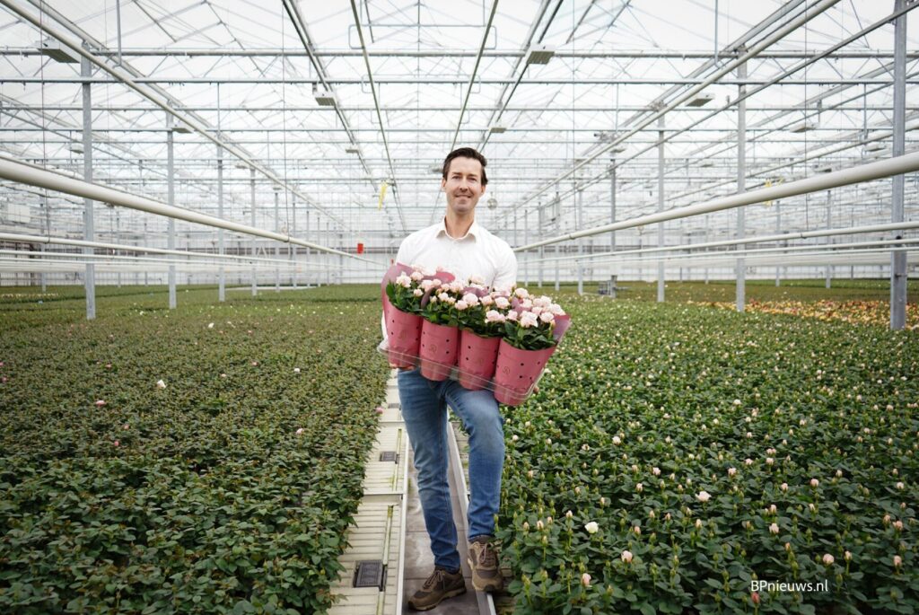 Pligt Professionals representative holding flowering potted roses inside a modern commercial greenhouse
