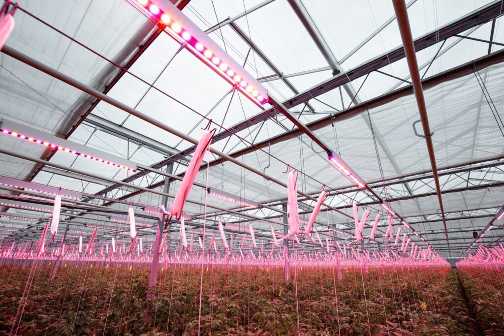 LED greenhouse lighting above tomato cultivation in a Polish commercial greenhouse