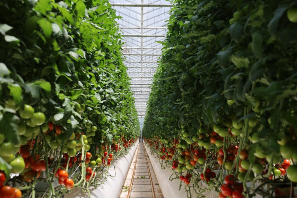 Tomato plants at Pure Harvest's Haradh farm in Saudi Arabia