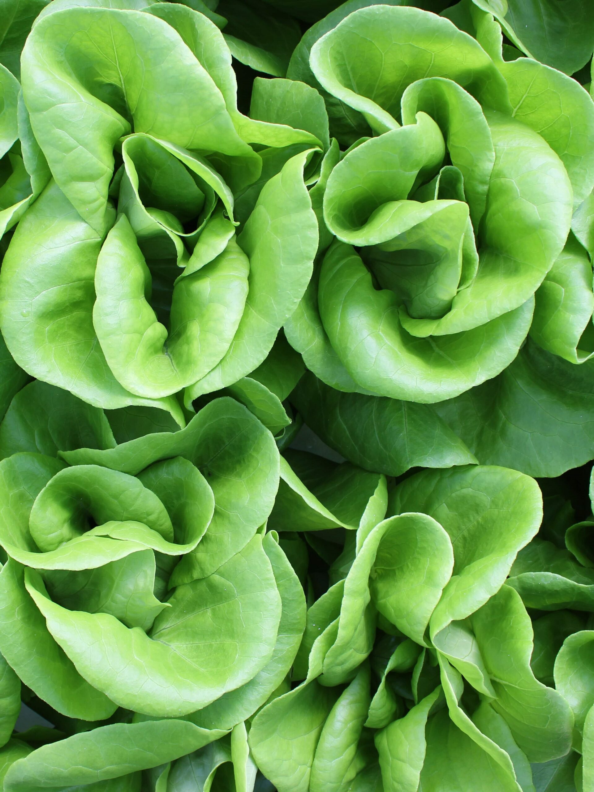 Green lettuce heads in a Revol Greens crop photograph