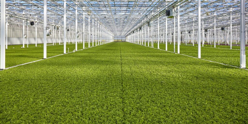 Rows of lettuces inside a high-tech Revol Greens greenhouse