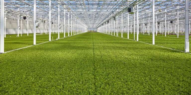Rows of lettuces inside a high-tech Revol Greens greenhouse