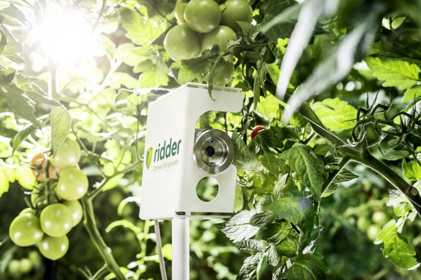 Ridder branded greenhouse monitoring sensor positioned beside greenhouse tomato plants