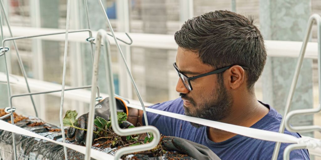 Plants growing inside the geothermal research glasshouse at Riseholme