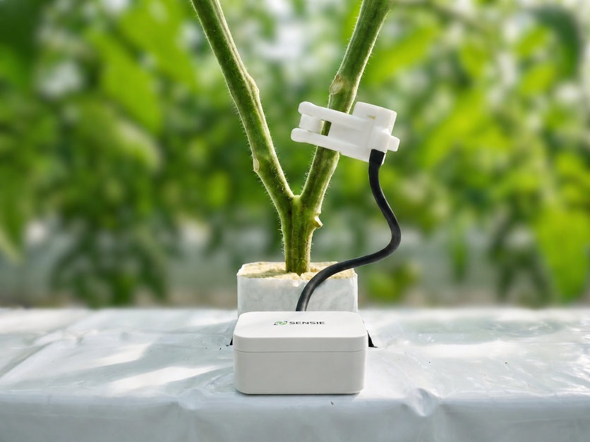 Sensie Omni sensor attached to a greenhouse plant stem