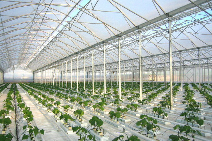 Rows of crops in an Uzbekistan greenhouse shown in an archival photograph