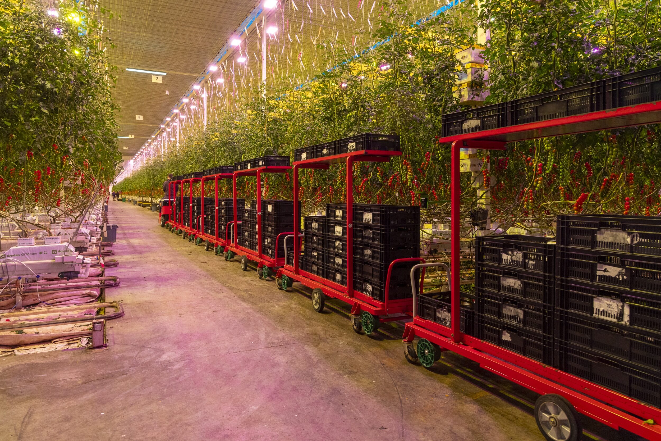 Interior of a Thanet Earth glasshouse with supplemental lighting