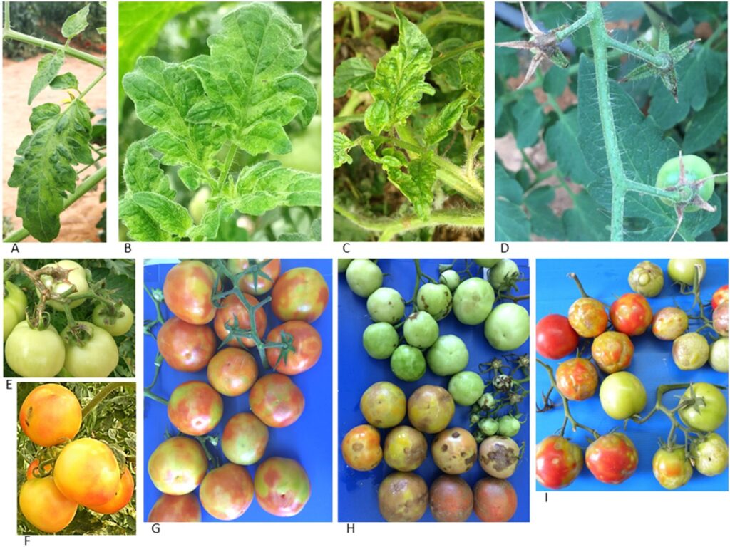 Archival panels of symptoms associated with tomato brown rugose fruit virus on leaves and fruit