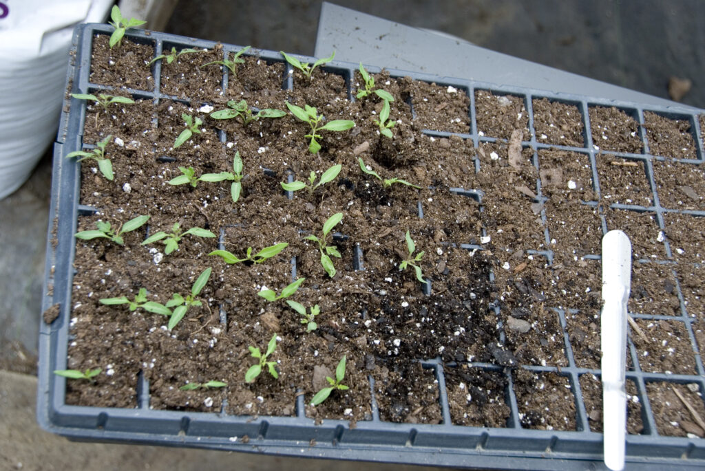 Young tomato seedlings in propagation trays, used as a generic illustration of tomato seedling production, not a product of the Fitó–Hudson River partnership
