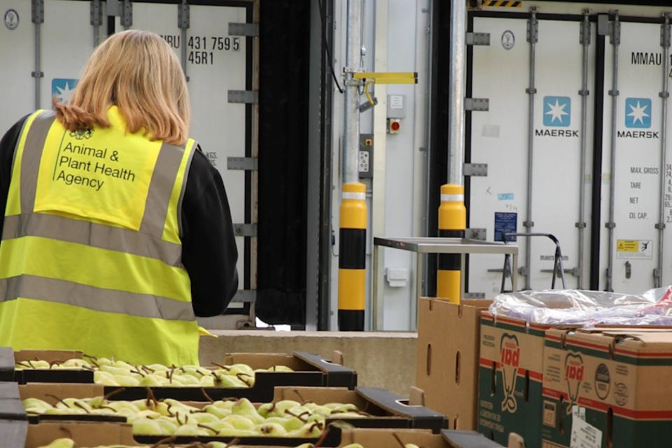 Animal and Plant Health Agency officer carrying out an archived produce inspection at a UK border facility