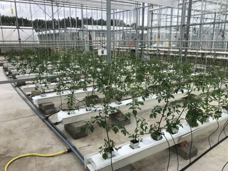 Hydroponic tomato plants growing in research greenhouse troughs at Stockbridge Technology Centre, UK