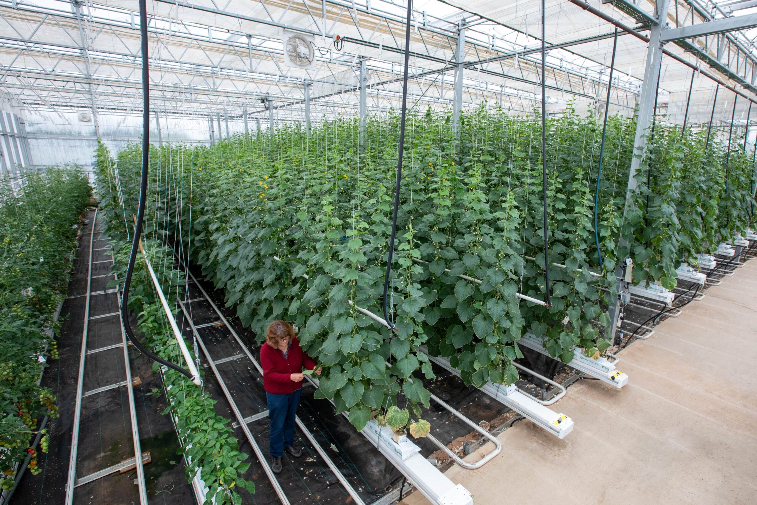 A research worker walking among tall crops inside Warwick Crop Centre greenhouse