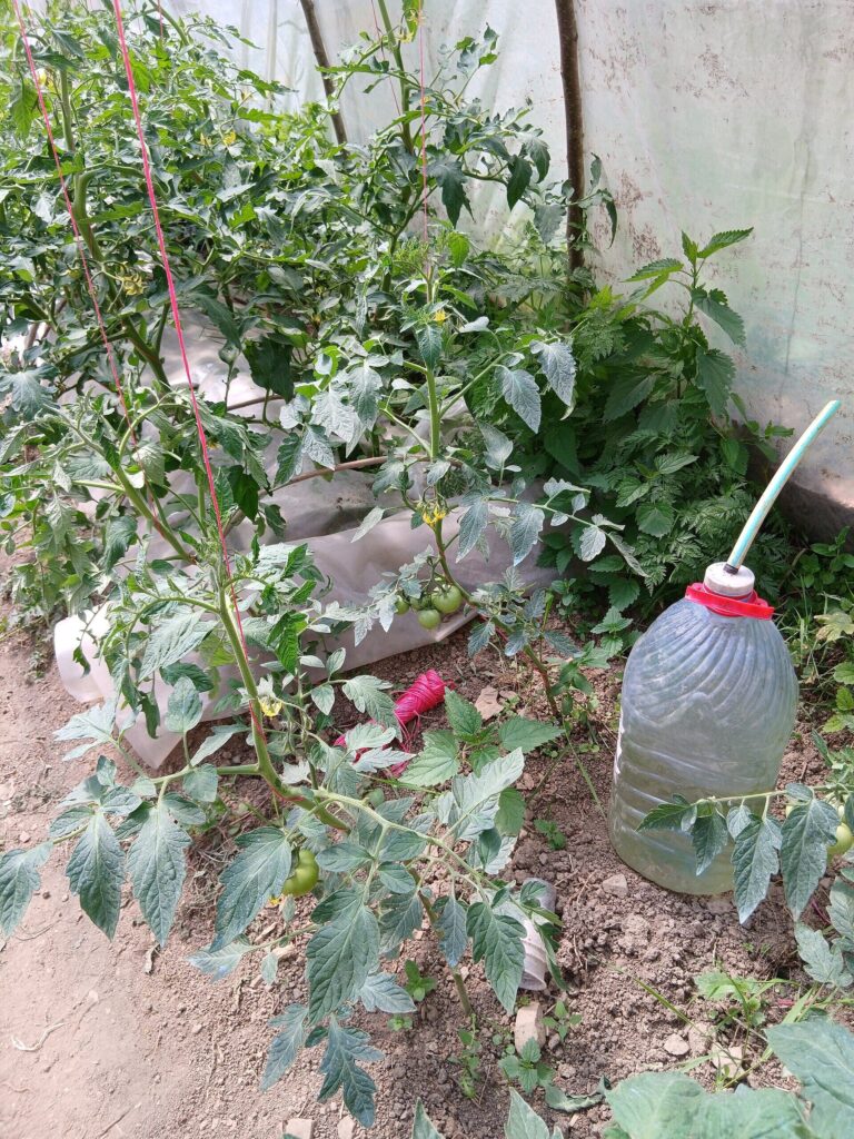 Tomato plants growing inside a polytunnel in Zakarpattia Oblast, Ukraine, June 2026