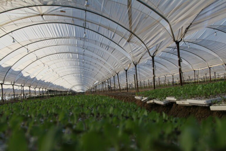 Rows of young plants inside a protected greenhouse cultivation tunnel