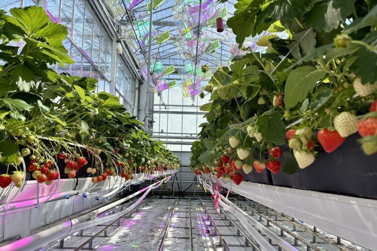 Strawberries growing below installed colourful solar spectral modules in a glasshouse