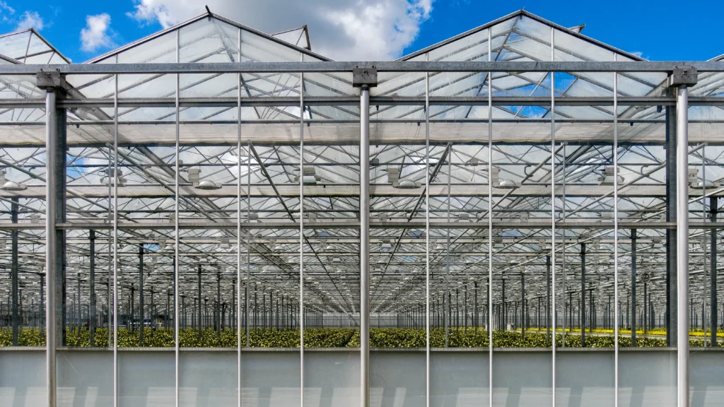 Large glass greenhouses in the Dutch Westland region, illustrative photograph
