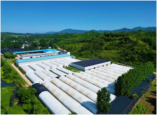 Mushroom greenhouse production base in Xixia County, Henan