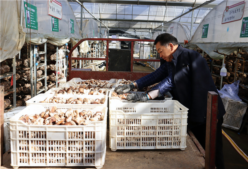 Mushroom harvesting inside a greenhouse facility in Xixia County